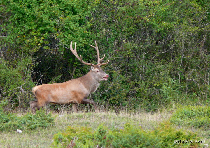 Alla corte di Sua Maest l''Unicorno - (fotoracconto fantasy)